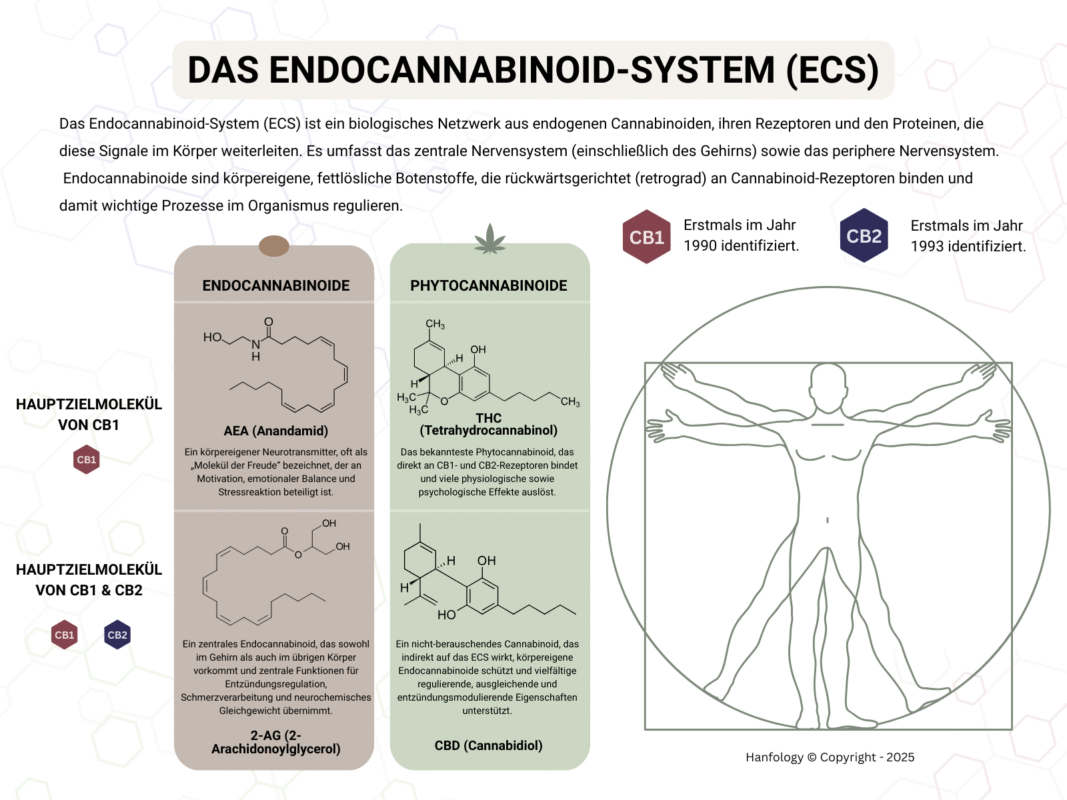 Infografik des Endocannabinoid-Systems mit CB1- und CB2-Rezeptoren, Endocannabinoiden (Anandamid, 2-AG) und Phytocannabinoiden wie CBD – zeigt die Rolle von CBD im Körper